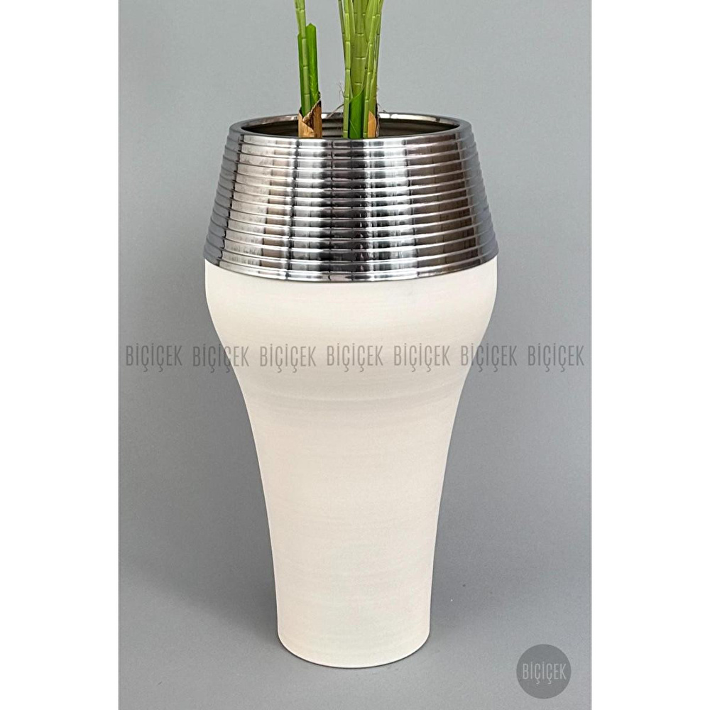 Biçiçek 220cm Starliçe Bitkisi Cleopatra Saksıda Krem Gümüş görseli 3
