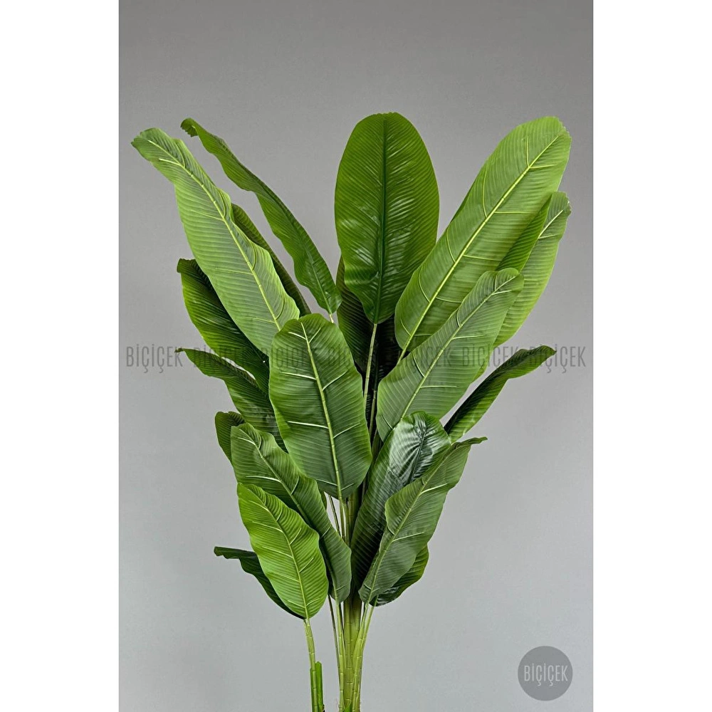 Biçiçek 220cm Starliçe Bitkisi Cleopatra Saksıda Krem Gümüş görseli 4
