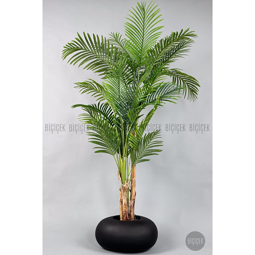 Biçiçek Areka Ağacı 220-240 Cm Siyahfiber2 görseli 5
