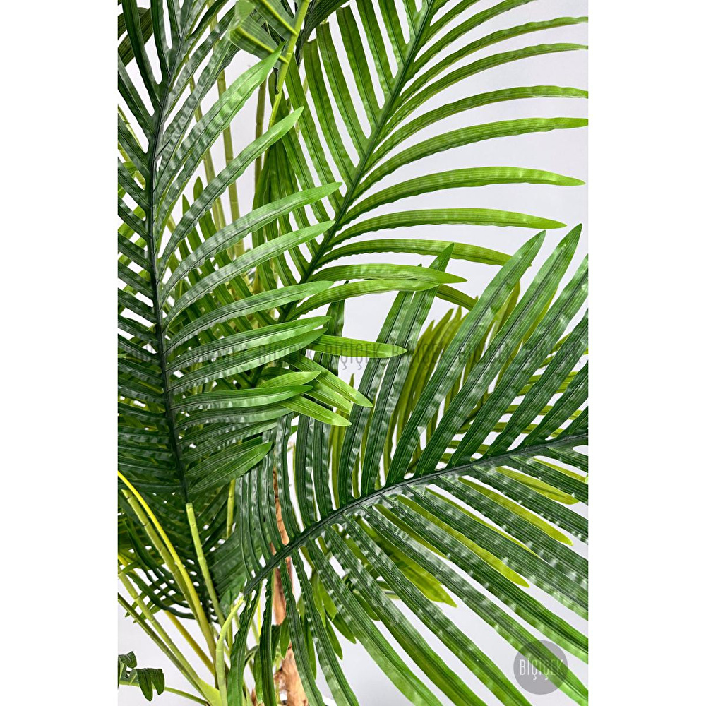 Biçiçek Areka Ağacı 220-240 Cm Siyahfiber2 görseli 3