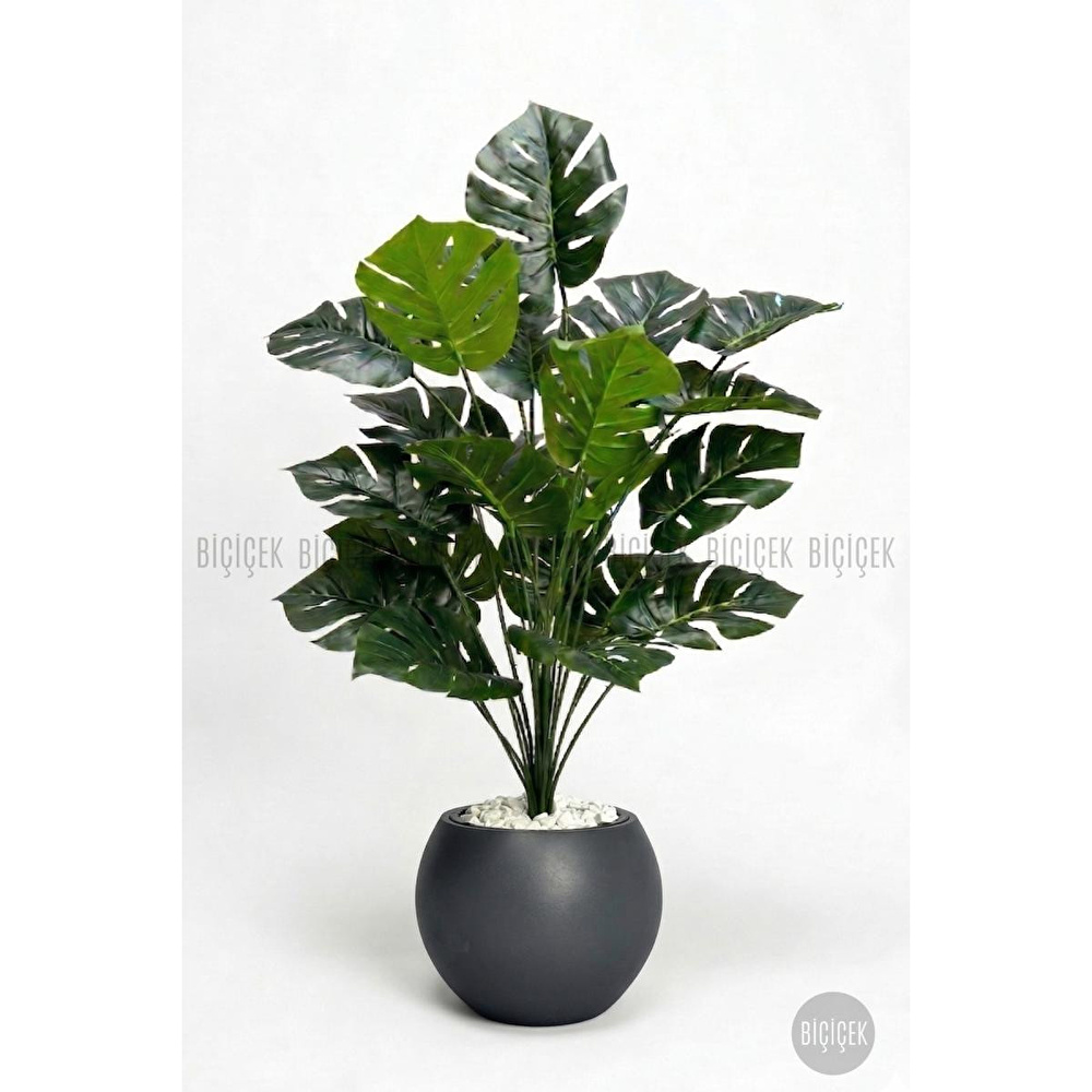 Biçiçek Monstera Bitkisi 65 Cm Küre Saksıda görseli 6