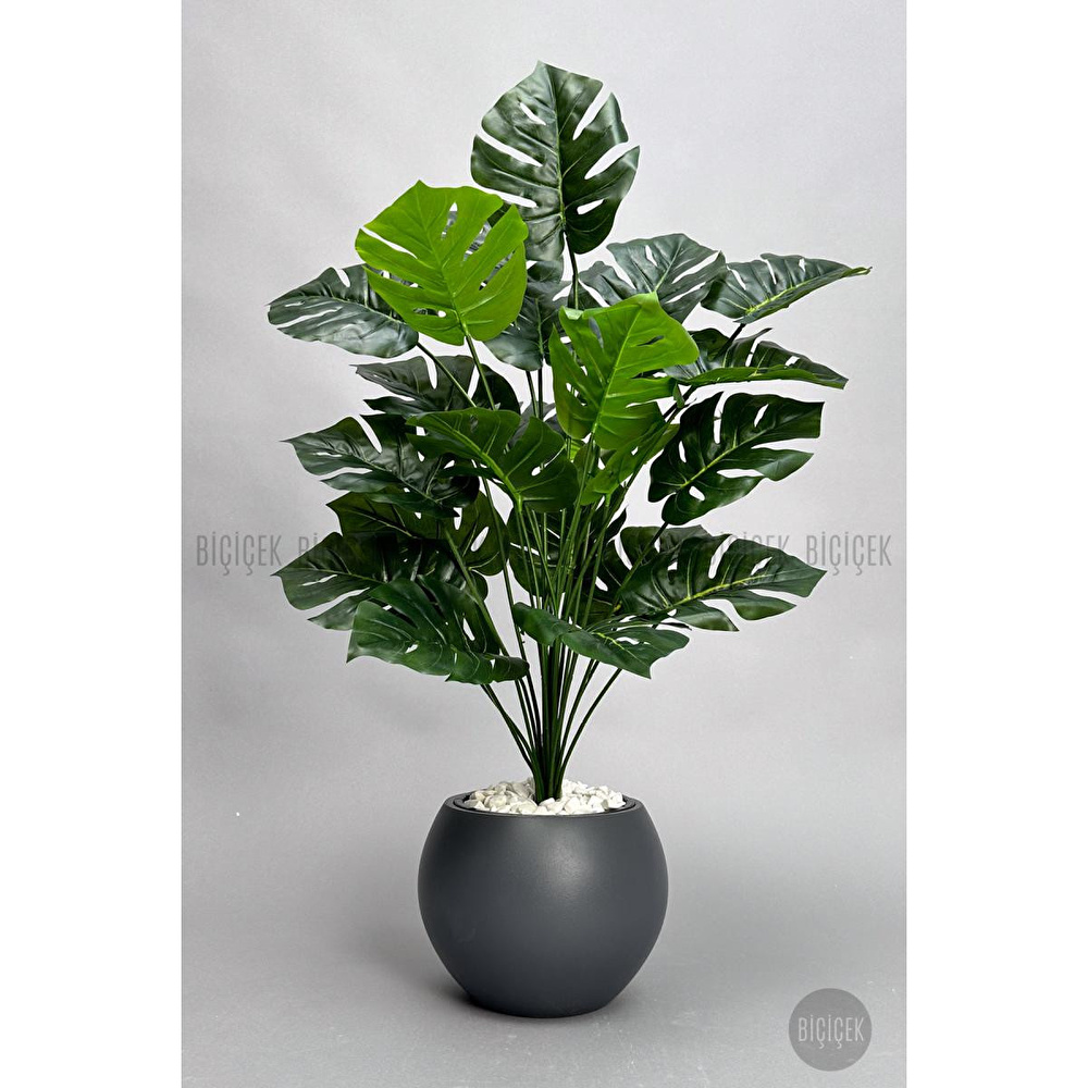 Biçiçek Monstera Bitkisi 65 Cm Küre Saksıda görseli 5