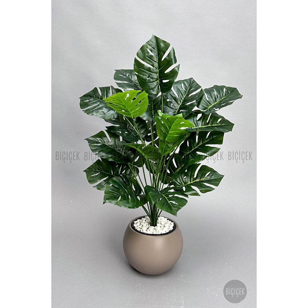 Biçiçek Monstera Bitkisi 65 Cm Küre Saksıda görseli 3
