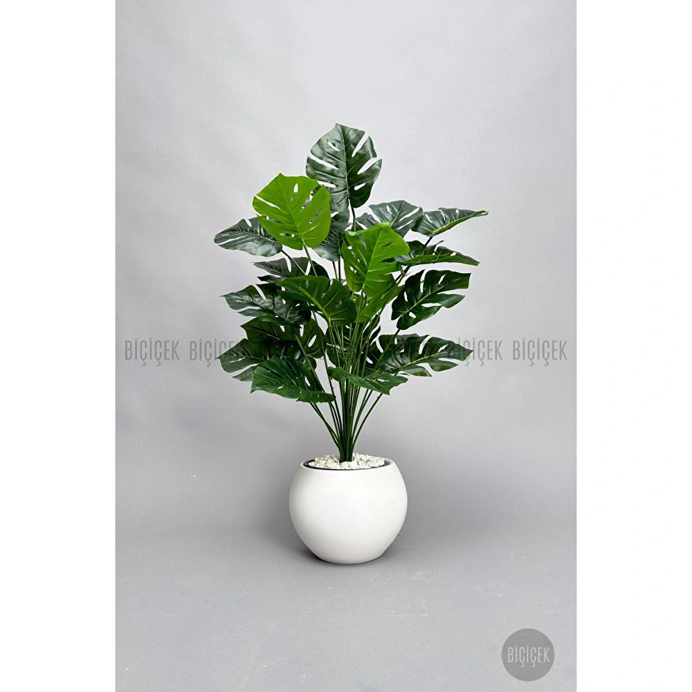 Biçiçek Monstera Bitkisi 65 Cm Küre Saksıda görseli 6