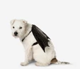 Flying Tiger Copenhagen Yarasa Şekilli Köpek Kostümü