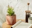 Karaca Home Simple Saksı Yapay Bitki 23 cm