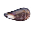 Karaca Lal Mussel 4lü Çerezlik