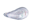 Karaca Lal Mussel 4lü Çerezlik