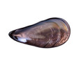 Karaca Lal Mussel 4lü Çerezlik