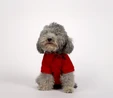 Karaca Home x Pati Best Buddyguard Ever T-Shirt XL Beden Kırmızı