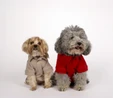 Karaca Home x Pati I Woof you T-Shirt S Beden Vizon
