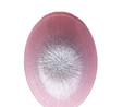 Emsan Pastel 6 Parça Cam Gondol 12 cm Pembe