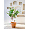 The Mia Dracaena Yapay Ağaç 4 Dallı 120 Cm