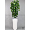Biçiçek Yapay Bambu Ve Benjamin 6 Dallı Yoğun Yapraklı 220 Cm Beyazbenjami̇n