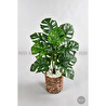 Biçiçek Yapay Monstera Deve Tabanı 65-70 Cm Çok Renkli