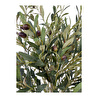 Biçiçek Zeytin Ağacı 100 Cm Hasır Bohem2 Saksıda