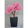 Biçiçek Bonzai Gövdeli Pembe Sakura Ağacı 100cm Dış Mekana Uygun