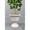 Biçiçek Yapay Benjamin Ağacı 170cm Yoğun Yapraklı Bambu Gövdeli Kırıkbeyaz Renk Nergis Saksıda