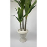 Biçiçek Yucca Bitkisi 220 Cm Yapay Ağaç Beyaz