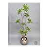 Biçiçek 160 Cm Dragon Bitkisi Yapay Dracaena Küre Saksıda Kahverengi1