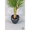 Biçiçek Areka Ağacı 220-240 Cm Grifiber1