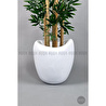 Biçiçek Zen Bambu Ağacı 220-240 Cm Fiber Saksıda Beyazfiber2