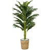 Biçiçek Areka Palmiyesi 140cm Hasır Saksıda Fejka