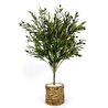 Biçiçek Zeytin Ağacı 100 Cm Hasır Bohem1 Saksıda