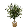 Biçiçek Zeytin Ağacı 100 Cm Hasır Bohem1 Saksıda