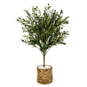 Biçiçek Zeytin Ağacı 100 Cm Hasır Bohem1 Saksıda
