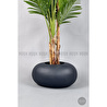 Biçiçek Areka Ağacı 220-240 Cm Grifiber2