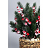 Biçiçek Koki̇na Bi̇tki̇si̇ 35 Cm Hasir Saksida 48 Meyveli̇ Yilbaşi Bi̇tki̇si̇