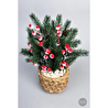 Biçiçek Koki̇na Bi̇tki̇si̇ 35 Cm Hasir Saksida 48 Meyveli̇ Yilbaşi Bi̇tki̇si̇