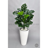 Biçiçek 130 Cm Monstera Bi̇tki̇si̇ Beyaz Li̇lyum Saksida