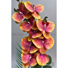 Biçiçek Yapay Phalaenopsis Orkide Buyuk Boy