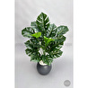 Biçiçek Monstera Bitkisi 65 Cm Küre Saksıda