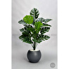 Biçiçek Monstera Bitkisi 65 Cm Küre Saksıda