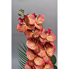 Biçiçek Yapay Phalaenopsis Orkide Buyuk Boy