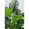 Biçiçek Monstera Bitkisi Krem Örgülü Hasır Saksıda