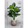 Biçiçek Monstera Bitkisi 65 Cm Küre Saksıda
