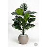 Biçiçek Monstera Bitkisi 65 Cm Küre Saksıda