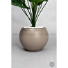 Biçiçek Monstera Bitkisi 65 Cm Küre Saksıda