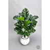 Biçiçek Monstera Bitkisi 65 Cm Küre Saksıda