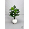 Biçiçek Monstera Bitkisi 65 Cm Küre Saksıda