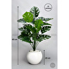 Biçiçek Monstera Bitkisi 65 Cm Küre Saksıda