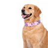 Bloominbag Swissplus Urban Paws Pink Leo Recycled Köpek Tasması - 15 Mm