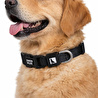 Bloominbag Swissplus Urban Paws Köpek Tasması – Noir Black | Ayarlanabilir, Dayanıklı, Hafif-20mm