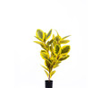 The Mia Ficus Altissima Yapay Ağaç Sarı Yeşil 3 Dal 120 Cm