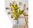 The Mia Ficus Altissima Yapay Ağaç Sarı Yeşil 3 Dal 120 Cm