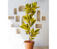 The Mia Ficus Altissima Yapay Ağaç Sarı Yeşil 6 Dal 170 Cm